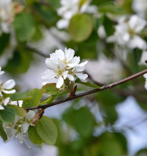 Hochstamm Erlenblättrige Felsenbirne Greatberry Garden 60-80cm - Amelanchier alnifolia