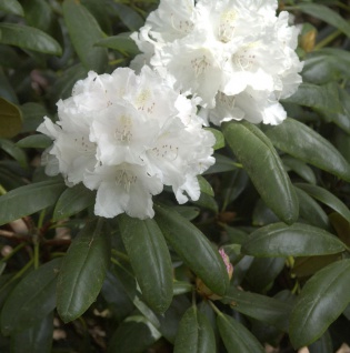 INKARHO - Rhododendron Falling Snow 25-30cm - Alpenrose
