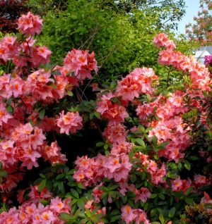 Azalee Stefanie 30-40cm - Rhododendron luteum - Alpenrose
