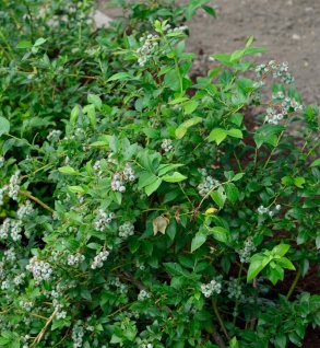 Heidelbeere Darrow 20-30cm - Vaccinium corymbosum