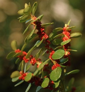 Azoren-Heidelbeere 20-30cm - Vaccinium cylindraceum
