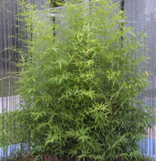 Gartenbambus 125-150cm - Phyllostachys bissetii