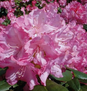 Rhododendron Blurettia 25-30cm - Alpenrose