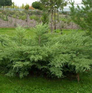 Grauer Pfitzerwacholder Hetzii 80-100cm - Juniperus media