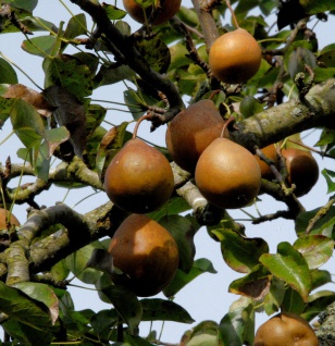 Birne Gute Graue 60-80cm - aromatische und teigige Früchte