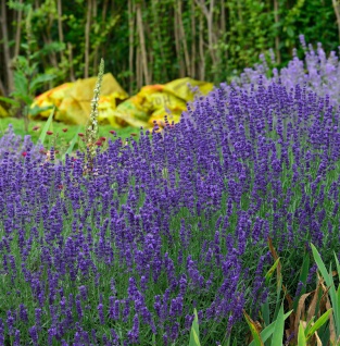 Echter Lavendel Hidcote Blue - Lavandula angustifolia