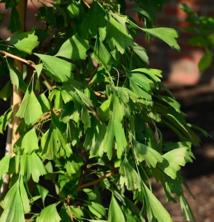 Fächerblattbusch Saratoga 80-100cm - Ginkgo biloba