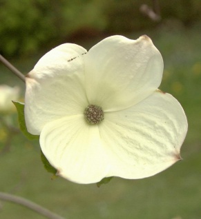 Blüten Hartriegel White Wonder 100-125cm - Cornus