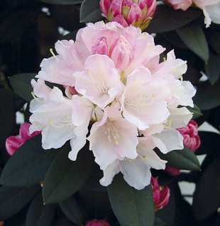Rhododendron Dreamland 20-25cm - Alpenrose