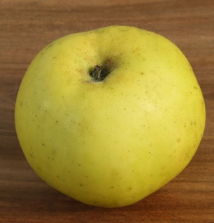 Apfelbaum Seestermühler Zitronenapfel 60-80cm - saftig und leicht säuerlich