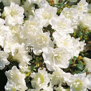 Japanische Azalee Schneeperle® 15-20cm - Rhododendron obtusum - Zwerg Alpenrose