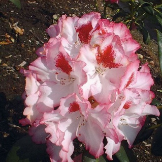 Großblumige Rhododendron Hachmanns Charmants® 30-40cm - Alpenrose