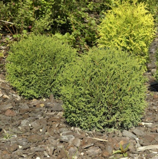 Kugel Lebensbaum Danica 50-60cm - Thuja occidentalis