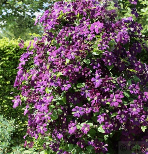 Robuste Waldrebe Etoile Violette 40-60cm - Clematis viticella