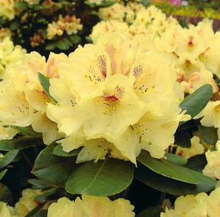 Großblumige Rhododendron Goldbukett 70-80cm - Alpenrose