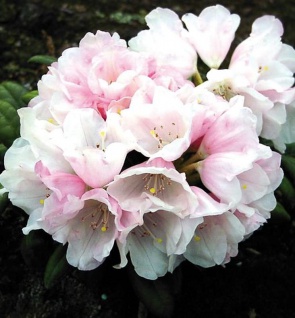 Rhododendron Edelweiß 20-25cm - Alpenrose