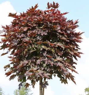 Hochstamm Säulen Blut Ahorn 80-100cm - Acer platanoides