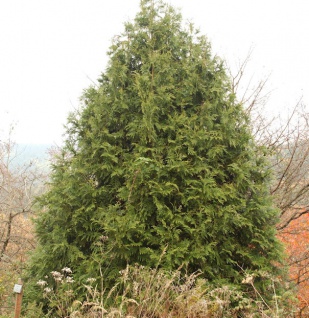 Hibalebensbaum 30-40cm - Thujopsis dolabrata