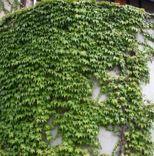 Jungfernrebe Green Sping 40-60cm - Parthenocissus tricuspidata