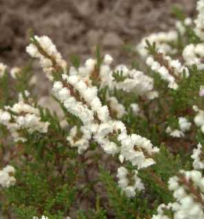10x Besenheide Wollners Weiße - Calluna vulgaris