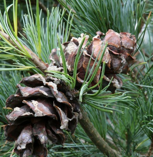 Bonsaiartige blaue Mädchenkiefer 60-70cm - Pinus parviflora