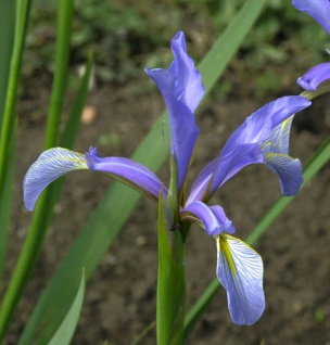 Hohe Steppeniris - Iris spuria