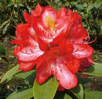 INKARHO - Großblumige Rhododendron Junifeuer 60-70cm - Alpenrose
