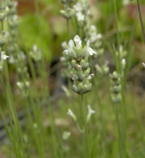 Echter Lavendel Alba - Lavandula angustifolia