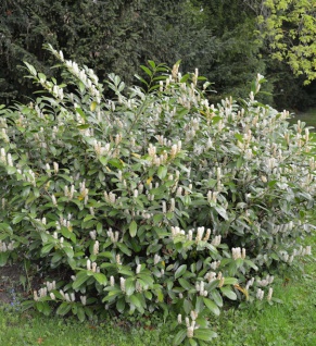 Zwerglorbeerkirsche Piri 20-25cm - Prunus laurocerasus