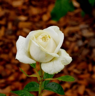 Bodendeckerrose White Cover 20-30cm