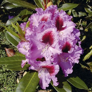 Großblumige Rhododendron Kabarett 30-40cm - Alpenrose