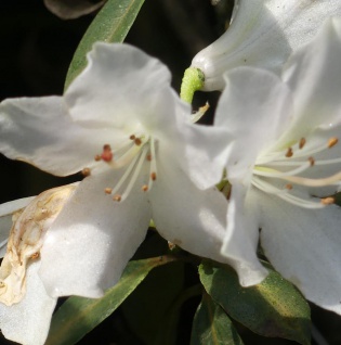 Rhododendron wongii 25-30cm