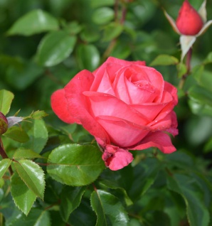 Hochstamm Rose Cherry Lady 80-100cm