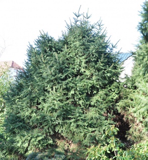 Blaue Stech-Fichte 20-25cm - Picea abies