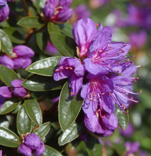 Zwerg Rhododendron Penheale Blue 30-40cm - Rhododendron russatum - Zwerg Alpenrose