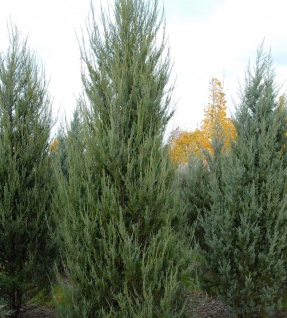 Raketenwacholder Skyrocket 100-125cm - Juniperus scopulorum