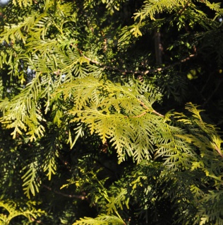 Lebensbaum Brabant 80-100cm - Thuja occidentalis