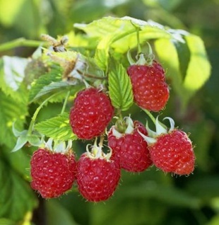 Himbrombeere - Rubus Tayberry