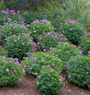 Storchenschnabel Bloom Time - Geranium wallichianum