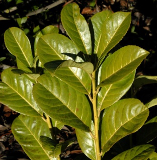 Hochstamm Kirschlorbeer Rotundifolia 125-150cm - Prunus laurocerasus - Vorschau 