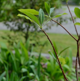 Papierblattpflanze 80-100cm - Edgeworthia chrysantha