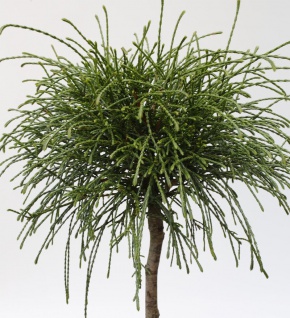 Hochstamm Faden Lebensbaum Whipcord 80-100cm - Thuja plicata