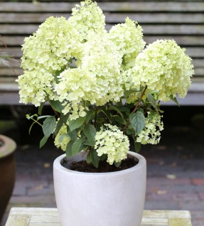 Rispenhortensie Bobo® 30-40cm - Hydrangea paniculata