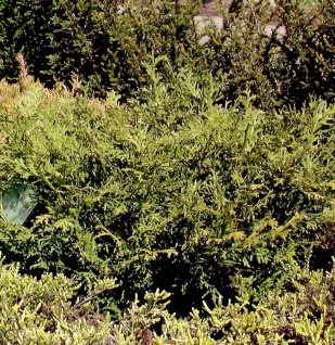 Zwerghibalebensbaum 25-30cm - Thujopsis dolabrata