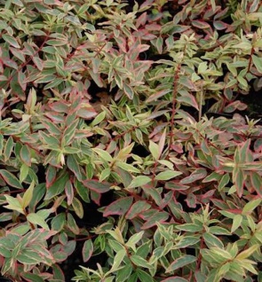 Hohes Johanniskraut Tricolor - Hypericum moserianum