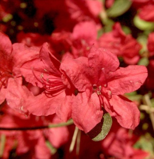 Japanische Azalee John Cairns 40-50cm - Rhododendron obtusum - Zwerg Alpenrose