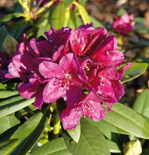Großblumige Rhododendron Polarnacht 30-40cm - Alpenrose