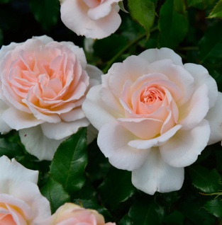 Hochstamm Rose Chandos Beauty 80-100cm