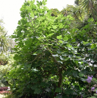 Feigenbaum Osborn Prolific 80-100cm - Ficus carica