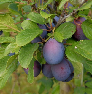 Zwetsche 60-80cm - Prunus domestica